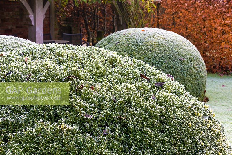 Clipped box balls 'Buxus' backed by a beech hedge 'Fagus' 