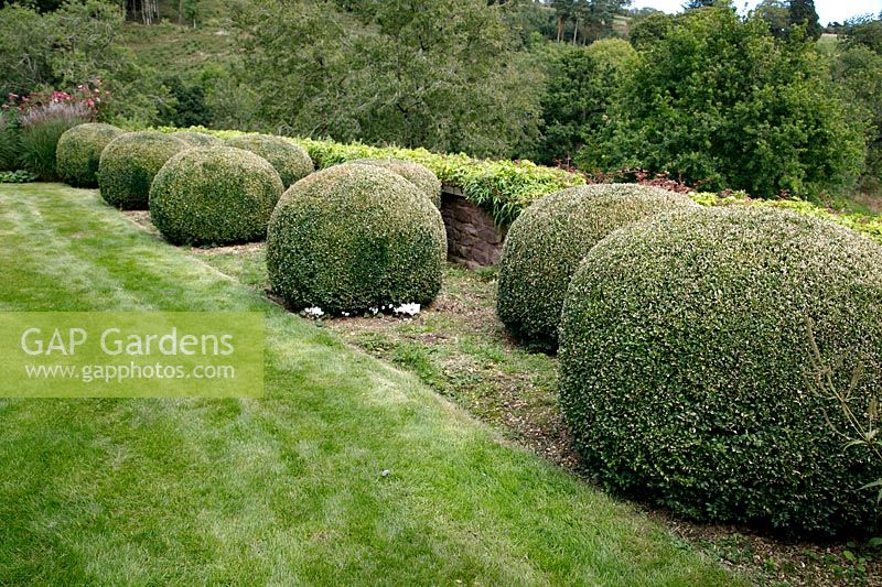 Topiary Buxus balls at Grendon Court, Herefordshire, UK. 