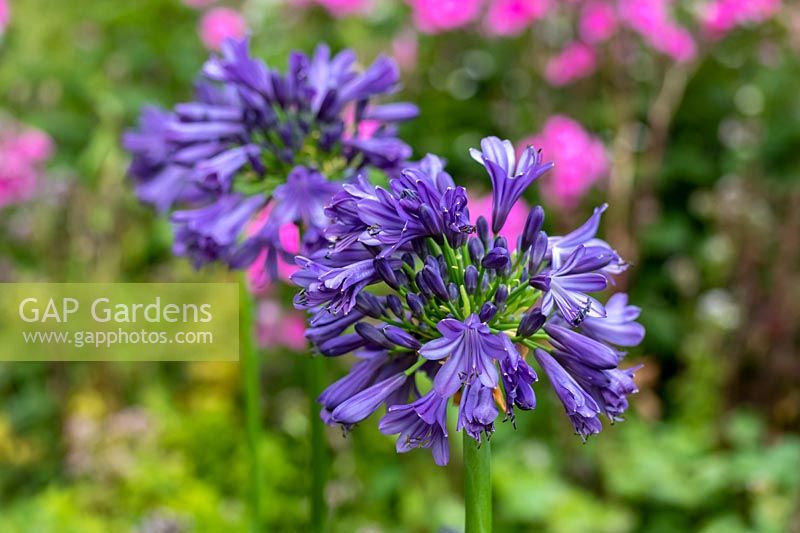 Agapanthus 'Purple Delight' - African Lily 'Purple Delight'