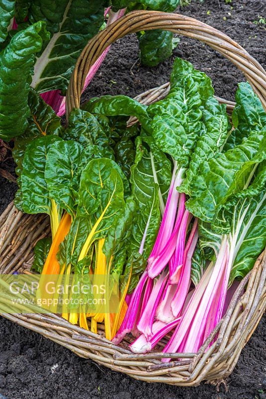 Swiss chard 'Peppermint' and 'Oriole' freshly harvested in trug