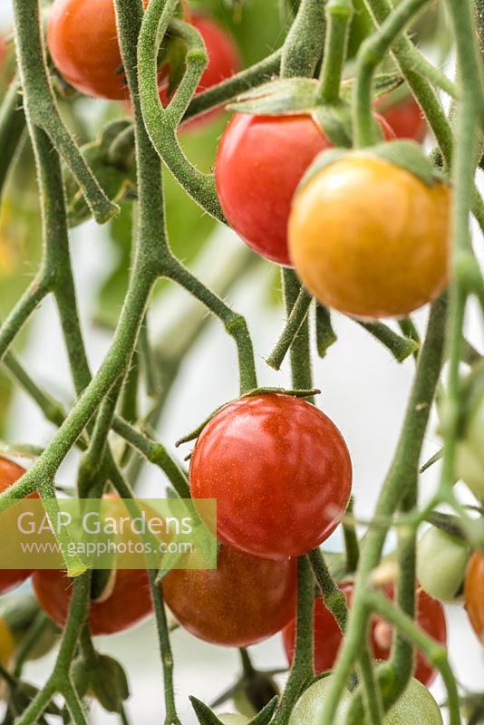 Solanum lycopersicum - Tomato 'Sweet Apertif