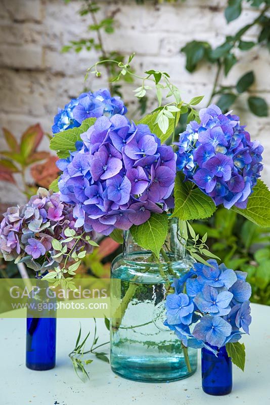 Blue hydrangeas and foliage in glass vase.