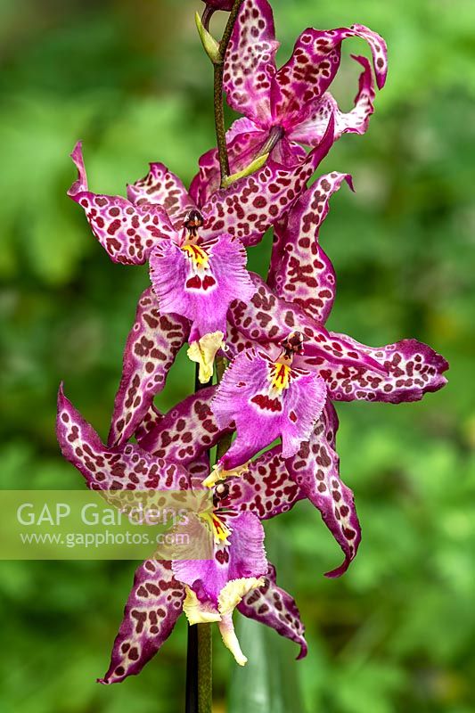 Oncidium 'Purple Princess' - Dancing Lady Orchid