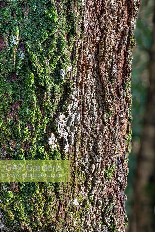 Diploicia canescens - white lichen and moss on tree trunk