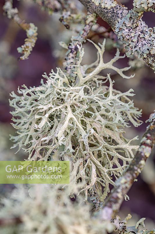 Ramalina farinacea - Cartilage strap lichen