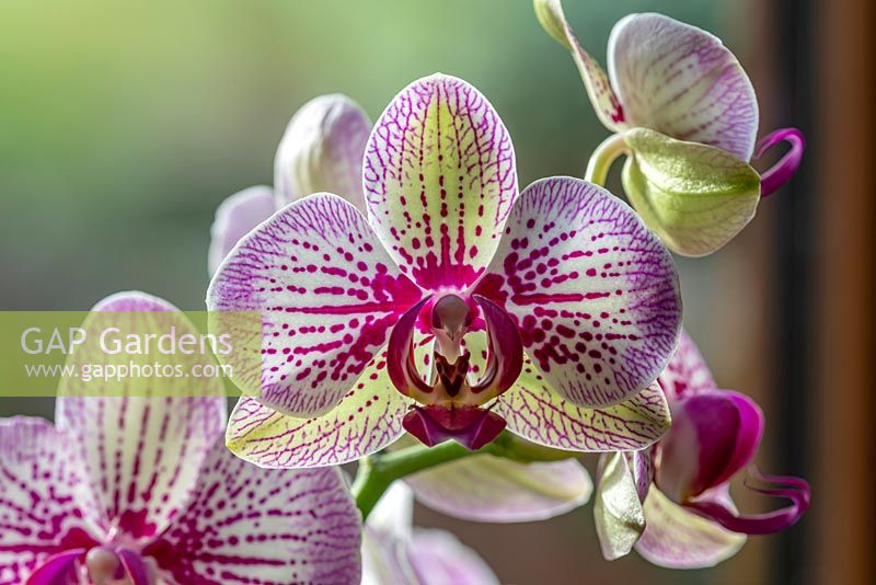 Phalaenopsis 'Mansion' - Moth orchid