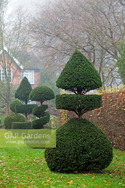 Taxus baccata - Yew Topiary - RHS Wisley, UK.