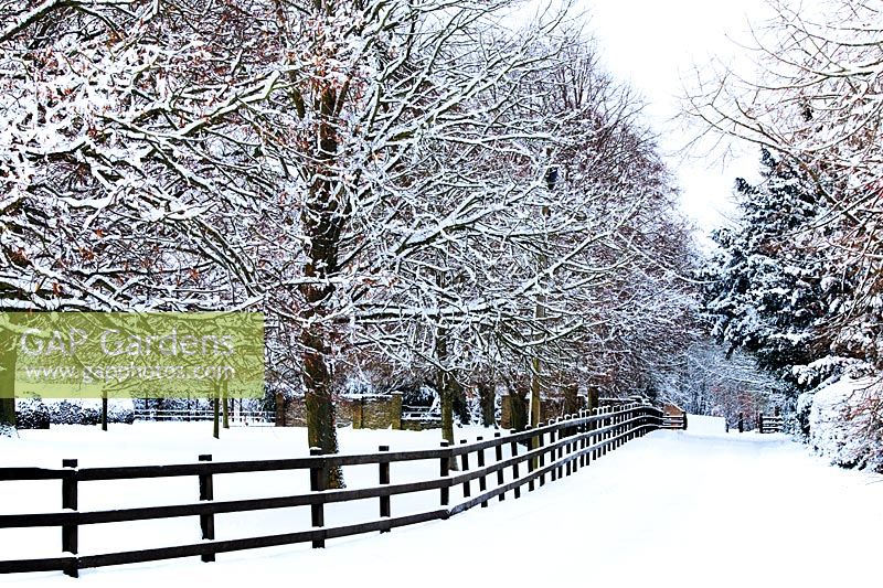 Snow scene - Boundary fence and trees
