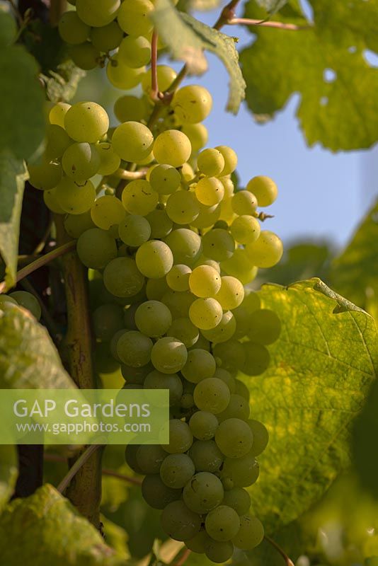 Vitis vinifera - Grape 'Prim'