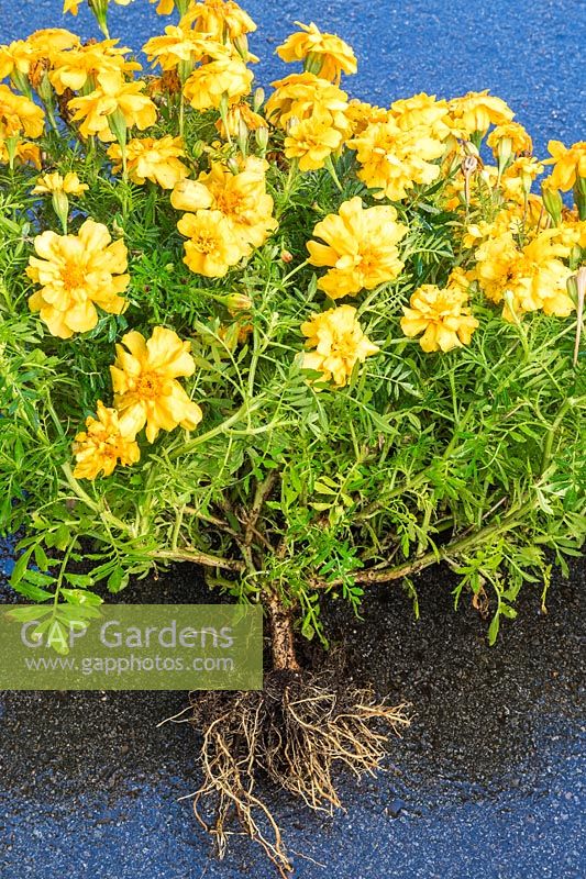 Uprooted yellow Tagetes - French Marigold plant showing root system