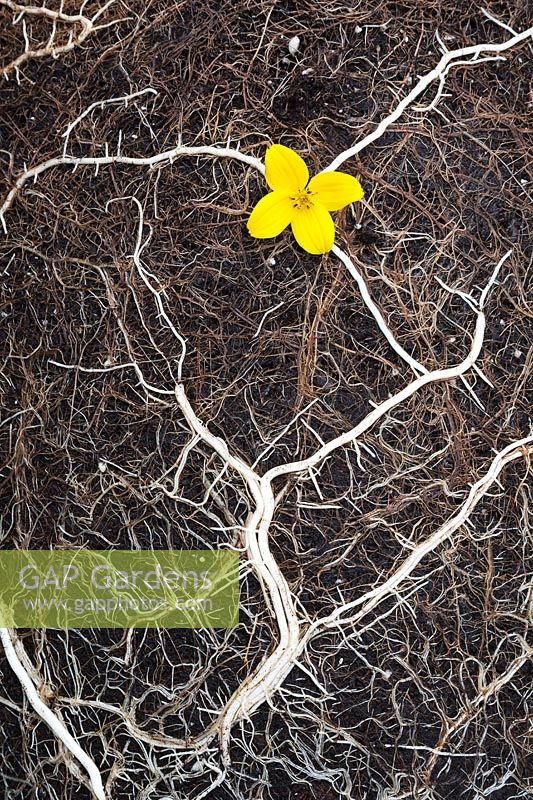 Conceptual image of Bidens ferulifolia 'Namid Early Yellow' flower and congested roots