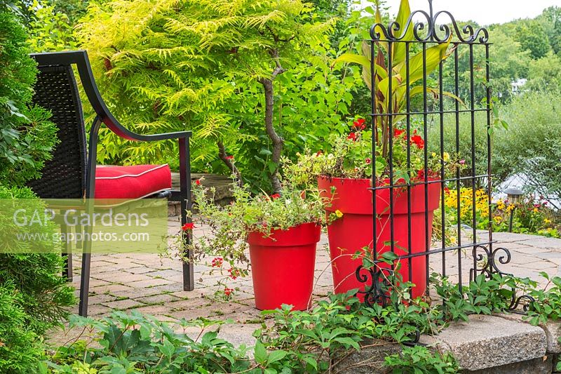 Paving stone patio with black wicker chair and red planter with red Pelargonium - Geranium, Canna - Indian Shot flowers, Rhus typhina 'Tiger Eyes' - Sumac tree, Ampelopsis - Virgin vines at base of wrought iron trellis in backyard garden