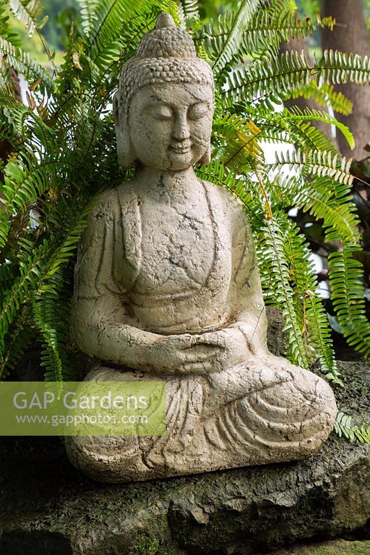 Sitting Buddha statue and Blechnum - Hard Fern plant in backyard garden