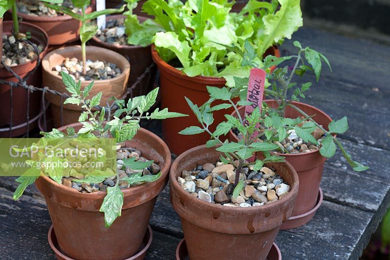 Tomato Tumbling Tom Red - outside on table hardening off, seedling sown in clay pots
