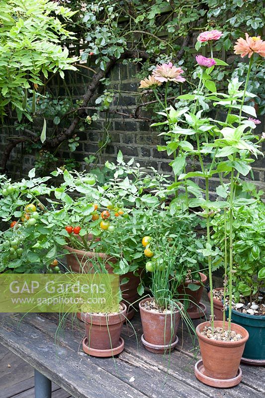 Tomato Tumbling Tom Red on wooden table with Chives, Annuals Zinnia in clay pots, Basil flowering in plastic pot,annual, herb and vegetable seedlings 