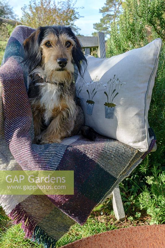 Lottie the dog, a terrier crossed with a spaniel, on a wooden seat with a wool rug and snowdrop cushion.