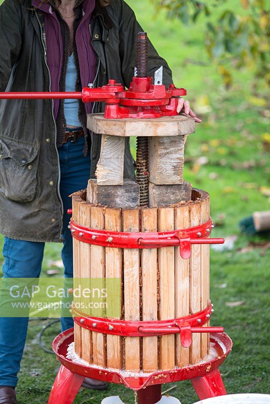 Turning the apple press to extract the juice from the mashed apples. 