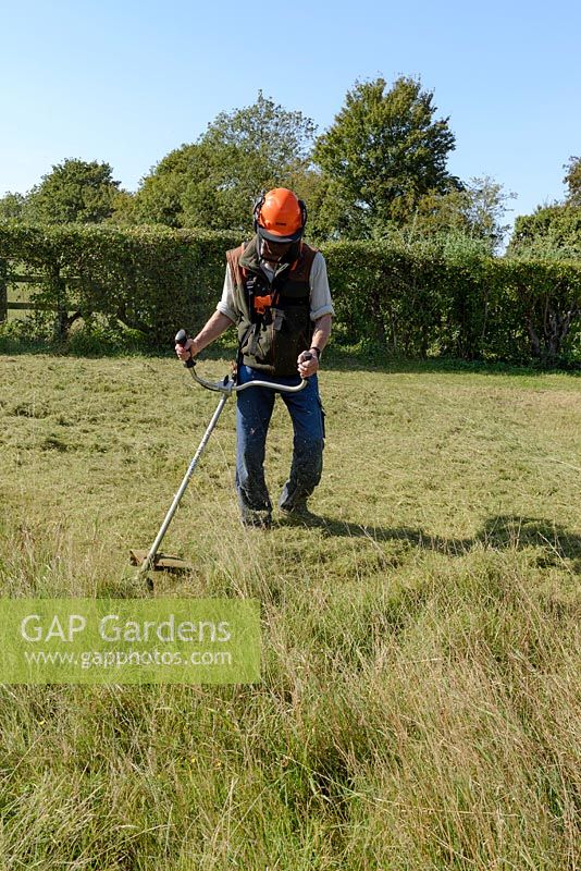 Man strimming long grass where a lawn was left to grow into a meadow. He is wearing protective head gear and ear defenders. 