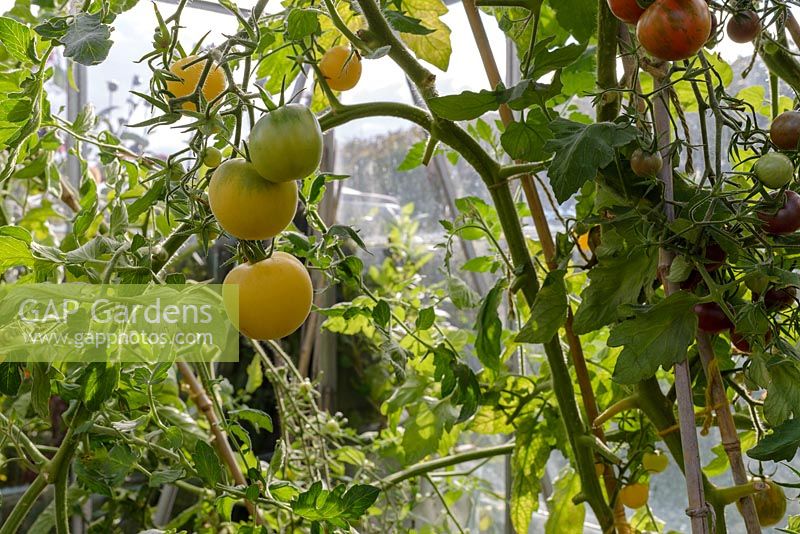 Heritage tomatoes in a greenhouse including 'Carters Golden Sunrise' 1884, 'Red Zebra' and 'Black Cherry'.