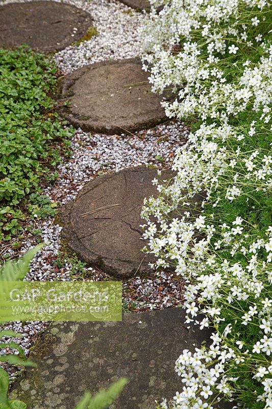 Circular paving stones lined with saxifrage
