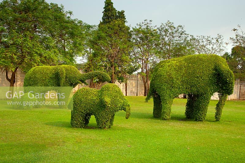 Topiary elephants in Nong Nooch Tropical Botanical Garden, Thailand. 