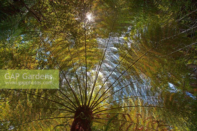  Cyathea medullaris - Tree Ferns in North Island, New Zealand. 