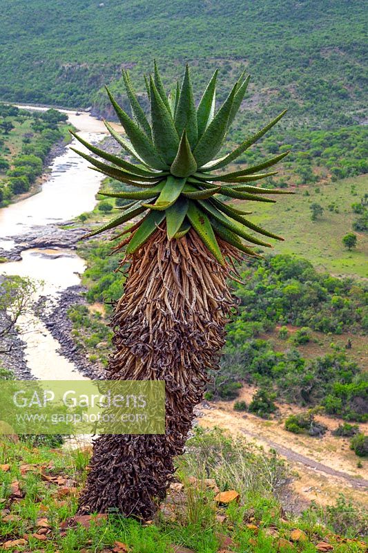 Aloe marlothii - Mountain Aloe, Rork's drift, South Africa. 