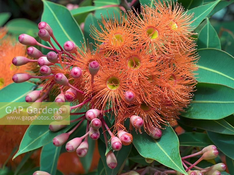 Corymbia ficifolia - Red flowering gum - Melbourne botanical garden, Australia.
