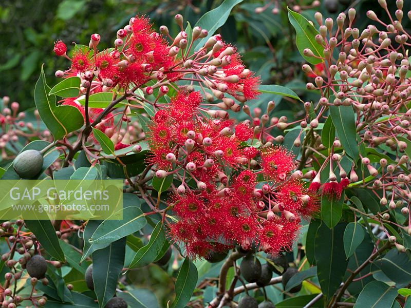 Corymbia ficifolia - Red flowering gum - Melbourne botanical garden, Australia.
