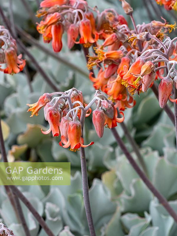 Cotyledon orbiculata 'Silver Waves' - Pigs Ears