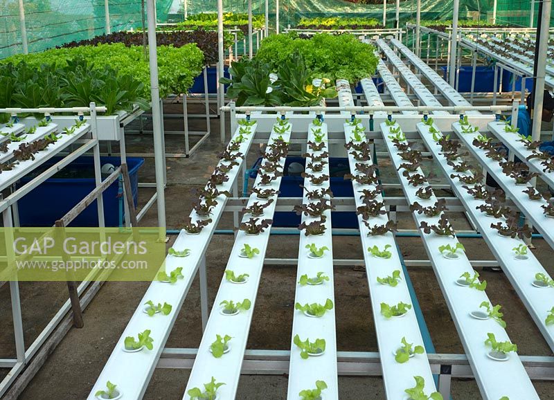 Salad leaf crops growing in hydroponic hotel garden, Thailand. 
