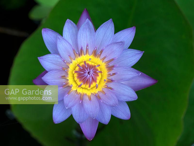 Nymphaea nouchali var. caerulea - Waterlily,  Thailand
