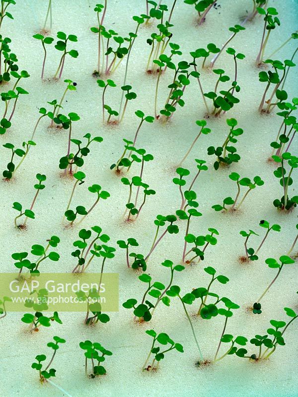 Salad leaf crops growing in hydroponic hotel garden, Thailand.