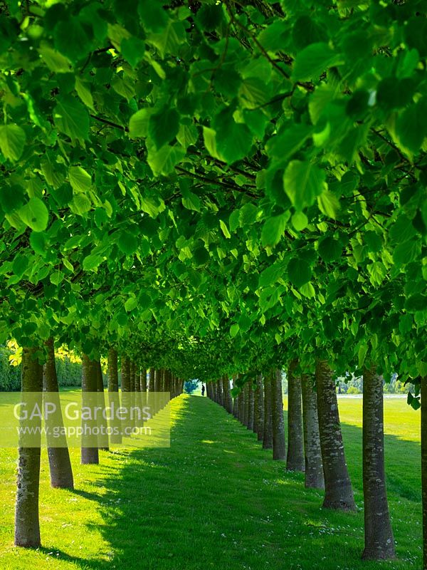 A long avenue of two lines of box-head pleached hornbeams - Carpinus betulus at Houghton Hall Norfolk