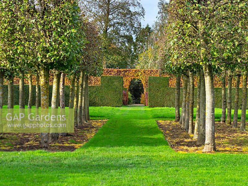 Espalier Carpinus trees forming grove surrounded by Fagus hedges - East Ruston Old Vicarage