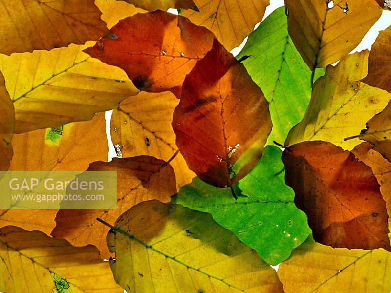 Fagus sylvatica in autumn close up of leaves changing colour 