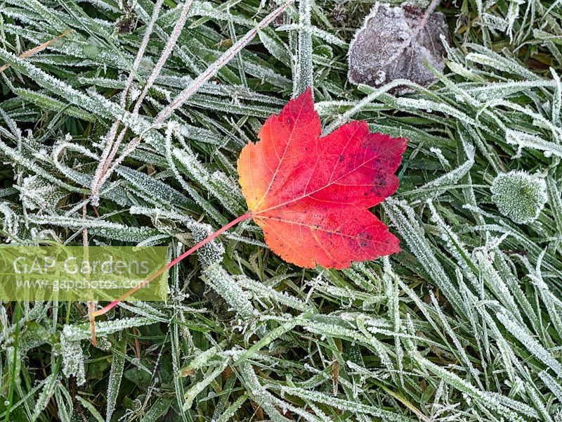 Fallen leaf of Acer rubrum 
