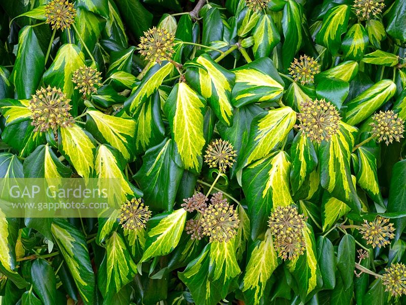 Hedera colchica 'Sulphur Heart' with flowers - Ivy 
