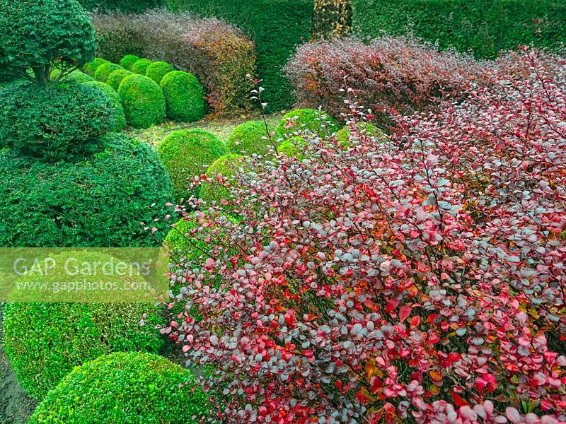 Topiary beds: Buxus - Box - balls, clipped Taxus - Yew and purple Berberis hedges