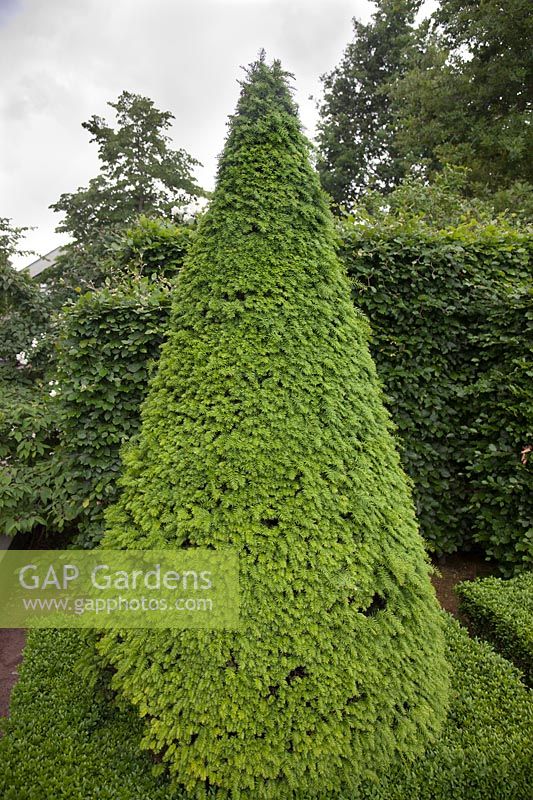 Taxus baccata 'Aurea' topiary cone in front of beech hedge - Holland, June