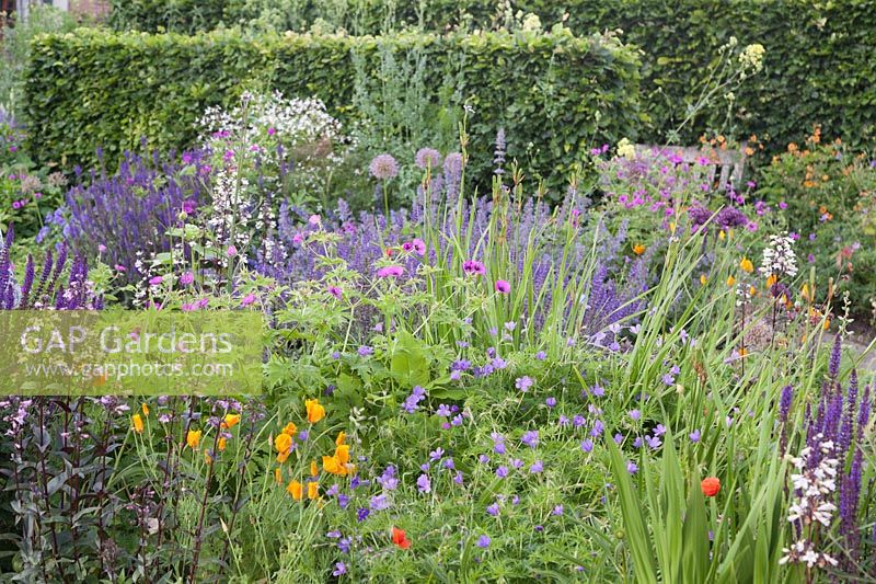 Mixed perennial bed with Geranium 'Orion', G. psilostemon, Penstemon 'Dark Towers' and Eschscholzia californica and beech hedges behind - Holland