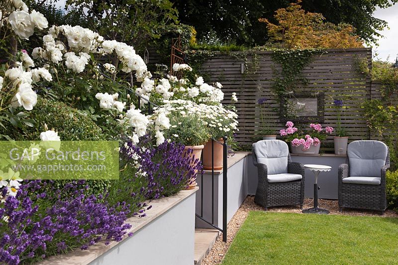 Cottage garden on different levels with grey rattan chairs by lawn and Rosa 'Iceberg' with lavender in raised beds