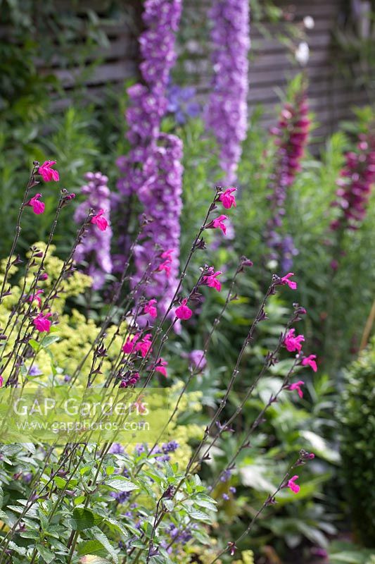 Salvia greggii Mirage Neon Rose with Delphinium 'Magic Fountains Lilac Pink' beyond