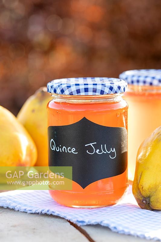 Quince Jelly in jars on table top, with quince fruits, blue gingham lids and table cloth. 