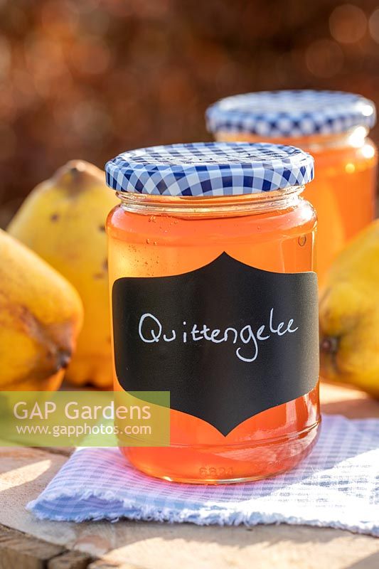 Quittengelee - Quince Jelly in jars on table top, with quince fruits, blue gingham lids and table cloth. 