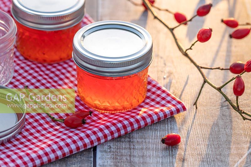 Rosehip Jelly in glass jars on table top with gingham table cloth and rose hips. 