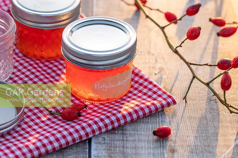 Hagebuttengelee - Rosehip Jelly in glass jars on table top with gingham table cloth and rose hips. 