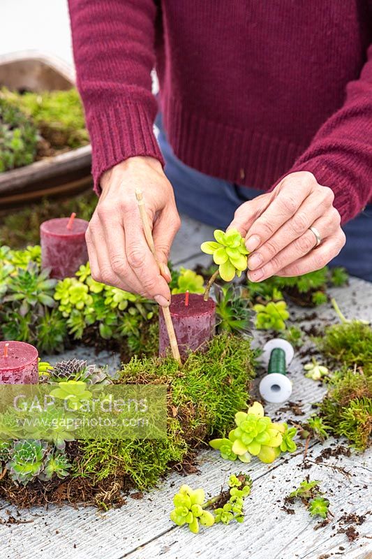 Woman using wooden stick to create hole in wreath of Sempervivum stem. 