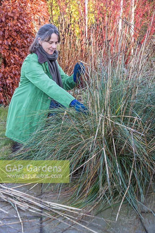 Woman cutting back old stems of Stipa gigantea in winter