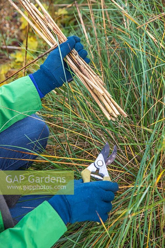 Close up of woman cutting back old stems of Stipa gigantea in winter